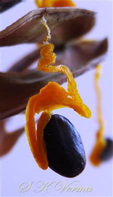  Seed attached with pod by funiculus
